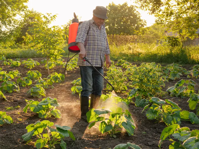 applicare-trattamenti-per-verdure-orto