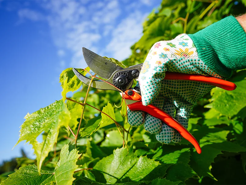 fb_r attrezzatura-manuale-da-giardino-parma-reggio-emilia